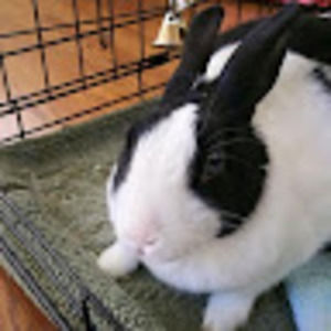 Meet your Posher, Wilma